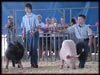 Quality Show Pigs - chester whites, berkshires, crossbreds ~ call Robin Halley, 719-480-2525